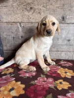 Female, a female Labrador Retriever for sale in Vermontville, MI – Photo 3 of 5