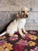 Female, a female Labrador Retriever for sale in Vermontville, MI – Photo 1 of 5