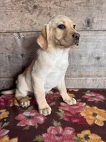 Female, a female Labrador Retriever for sale in Vermontville, MI – Photo 4 of 5