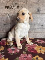 Female, a female Labrador Retriever for sale in Vermontville, MI – Photo 2 of 5