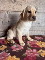 Female, a female Labrador Retriever for sale in Vermontville, MI – Photo 5 of 5