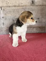 Female , a male Pembroke Welsh Corgi for sale in Vermontville, MI – 7 of 7