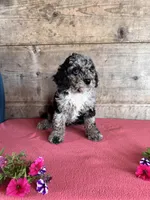 Male , a male Miniature Bernedoodle for sale in Vermontville, MI – 5 of 5