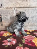 Male, a female Miniature Schnauzer for sale in Vermontville, MI – Photo 5 of 5