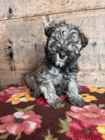 Male, a female Miniature Schnauzer for sale in Vermontville, MI – Photo 3 of 5