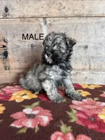 Male, a female Miniature Schnauzer for sale in Vermontville, MI – Photo 1 of 5