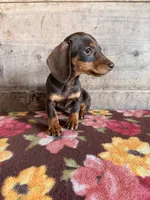 Female, a female Miniature Dachshund for sale in Vermontville, MI – 6 of 6