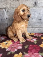 Male, a male Miniature Goldendoodle for sale in Vermontville, MI – 1 of 3