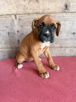 Female , a female Boxer for sale in Vermontville, MI – 6 of 6