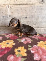 Female, a female Miniature Dachshund for sale in Vermontville, MI – 5 of 6