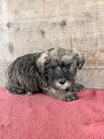 Male , a male Miniature Schnauzer for sale in Vermontville, MI – 3 of 4