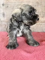 Male , a male Miniature Schnauzer for sale in Vermontville, MI – 4 of 4