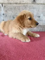 Male, a male Golden Retriever for sale in Vermontville, MI – 3 of 4