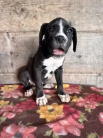 Male , a male Boxer for sale in Vermontville, MI – 2 of 3