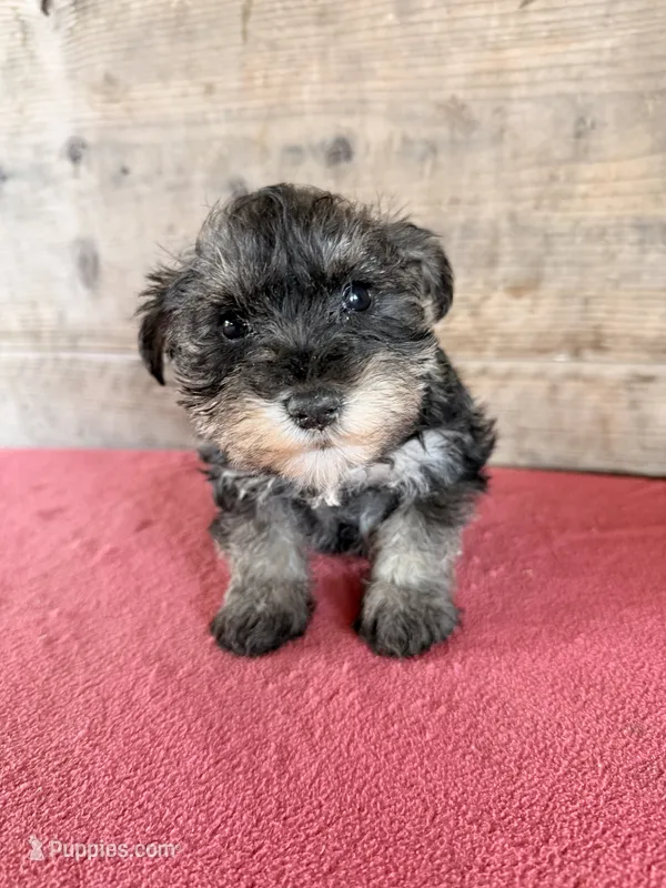 Male  – Miniature Schnauzer puppy for sale in Vermontville, MI
