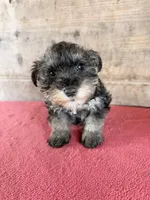 Male , a male Miniature Schnauzer for sale in Vermontville, MI – 1 of 4