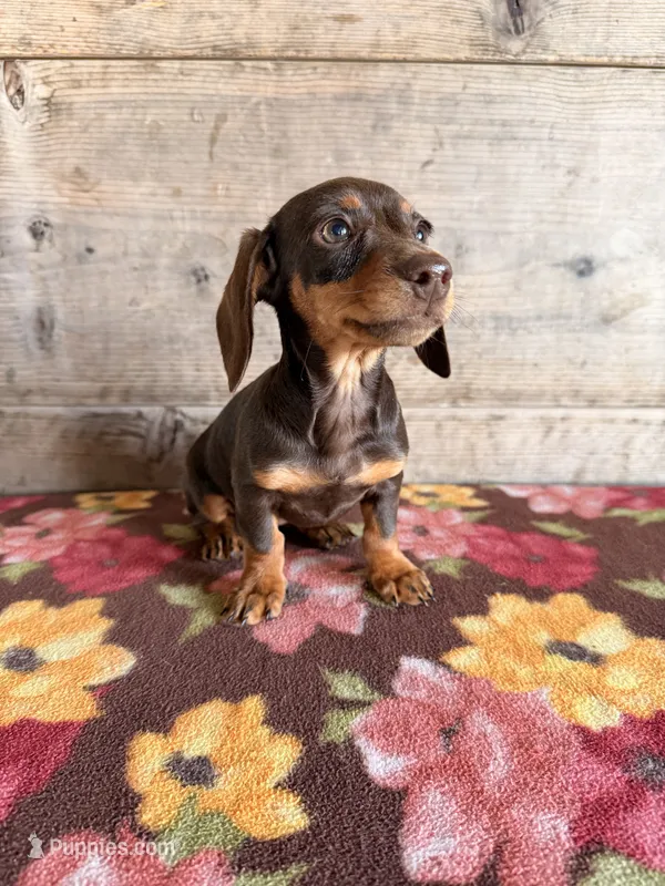 Female – Miniature Dachshund puppy for sale in Vermontville, MI
