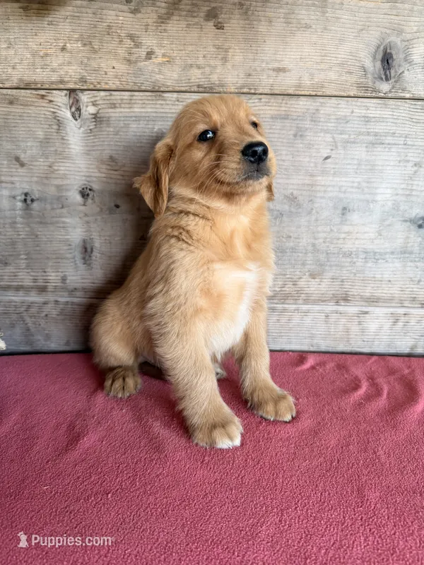 Male  – Golden Retriever puppy for sale in Vermontville, MI