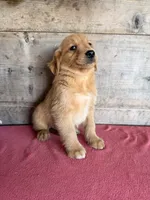 Male , a male Golden Retriever for sale in Vermontville, MI – 1 of 5