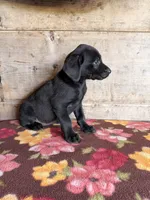 Female , a female Labrador Retriever for sale in Vermontville, MI – 2 of 3