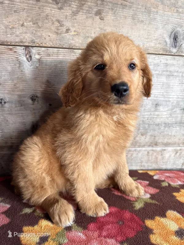 Female  – Golden Retriever puppy for sale in Vermontville, MI