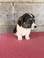 Male , a male Pembroke Welsh Corgi for sale in Vermontville, MI – 7 of 7