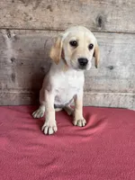 Female , a male Labrador Retriever for sale in Vermontville, MI – 4 of 5