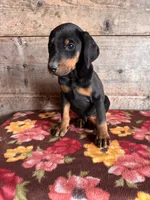 Male , a female Doberman Pinscher for sale in Vermontville, MI – 3 of 3