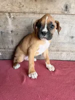 Male, a male Boxer for sale in Vermontville, MI – 6 of 6