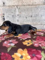 Female, a female Beagle for sale in Vermontville, MI – 6 of 6