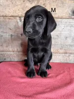 Male , a male Labrador Retriever for sale in Vermontville, MI – 2 of 3
