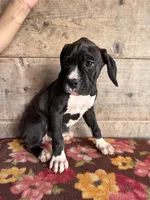 Female , a female Boxer for sale in Vermontville, MI – 3 of 3