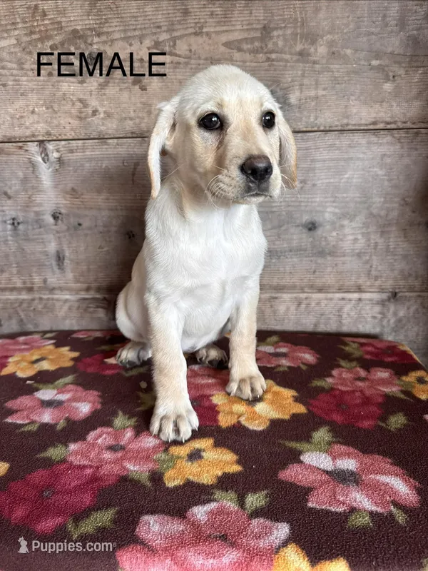 Female, a female Labrador Retriever for sale in Vermontville, MI – Photo 1 of 3