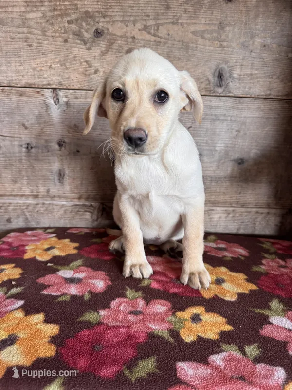 Female – Labrador Retriever puppy for sale in Vermontville, MI