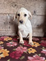 Female, a female Labrador Retriever for sale in Vermontville, MI – Photo 3 of 3