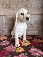 Female, a female Labrador Retriever for sale in Vermontville, MI – Photo 2 of 3