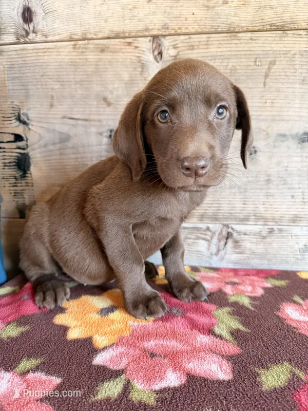 Female  – Labrador Retriever puppy for sale in Vermontville, MI