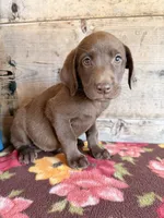 Female , a female Labrador Retriever for sale in Vermontville, MI – 1 of 7