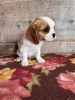 Male , a male Cavalier King Charles Spaniel for sale in Vermontville, MI – 2 of 4