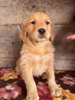 Female , a female Golden Retriever for sale in Vermontville, MI – Photo 2 of 6