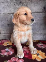 Female , a female Golden Retriever for sale in Vermontville, MI – Photo 6 of 6