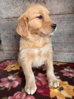 Female , a female Golden Retriever for sale in Vermontville, MI – Photo 4 of 6