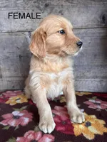 Female , a female Golden Retriever for sale in Vermontville, MI – Photo 1 of 6