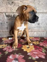 Male, a male Boxer for sale in Vermontville, MI – 2 of 3