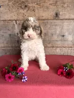 Male, a male Miniature Bernedoodle for sale in Vermontville, MI – 3 of 3