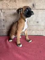 Female , a female Boxer for sale in Vermontville, MI – 4 of 6