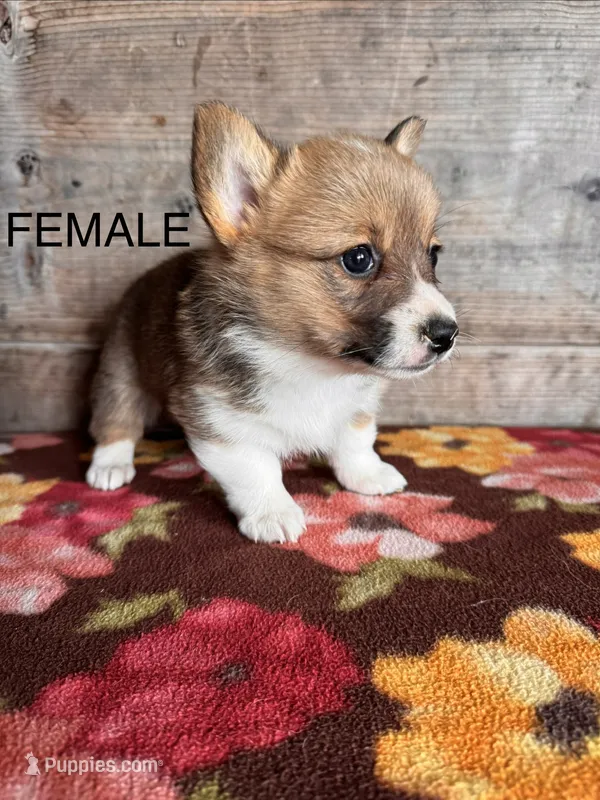 Female  – Pembroke Welsh Corgi puppy for sale in Vermontville, MI