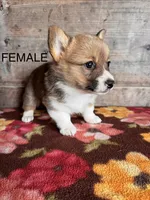 Female , a female Pembroke Welsh Corgi for sale in Vermontville, MI – 1 of 2