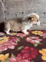 Female , a female Pembroke Welsh Corgi for sale in Vermontville, MI – Photo 6 of 6