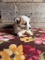 Female , a female Pembroke Welsh Corgi for sale in Vermontville, MI – Photo 3 of 6